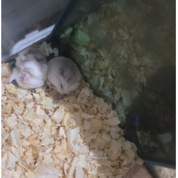 Hamster Roborovski