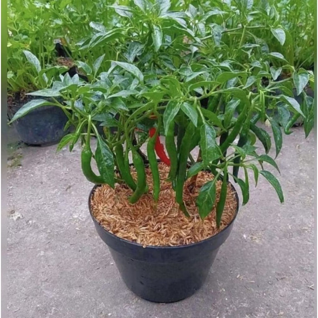 Pohon Cabai Keriting, Bibit Pohon Cabai Keriting