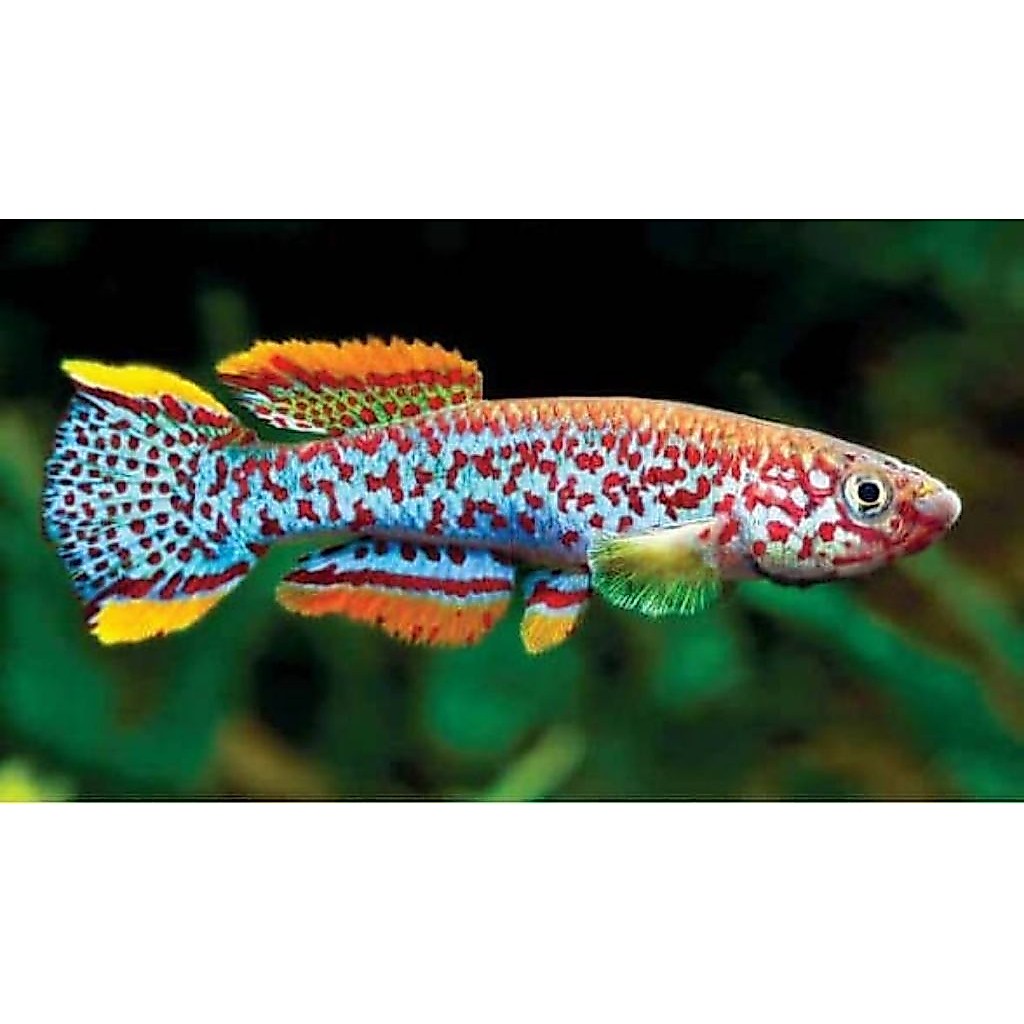 gardneri killifish