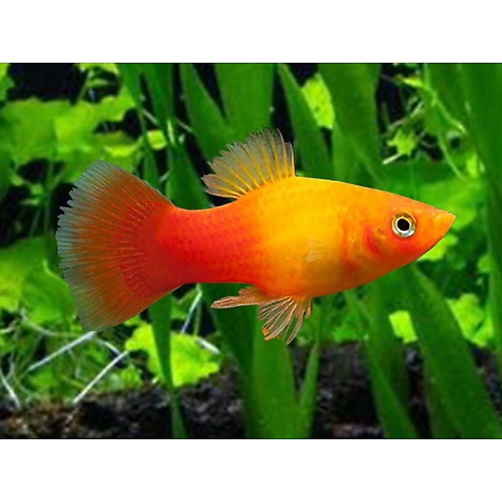 platy sunrise oren mantulll