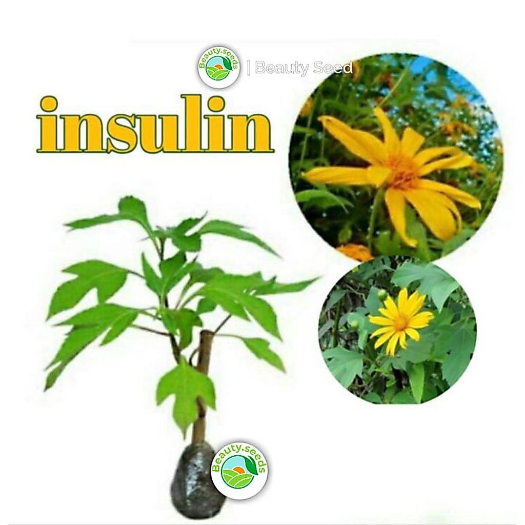 Bibit Pohon Insulin Kipahit - Bibit Pohon Herbal Insulin Kipahit