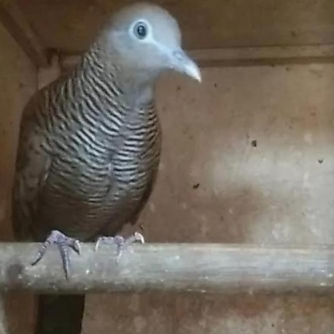 burung perkutut majapahit remaja pilihan