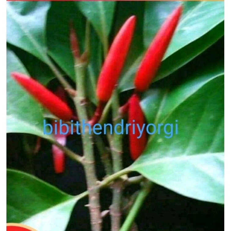 Bibit Tanaman Kembang Kantil Merah 100% Asli(Bunga Gading)Okulasi Tempel Cepat Berbunga