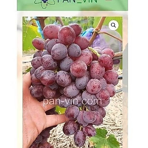 Bibit anggur stroberry RS import