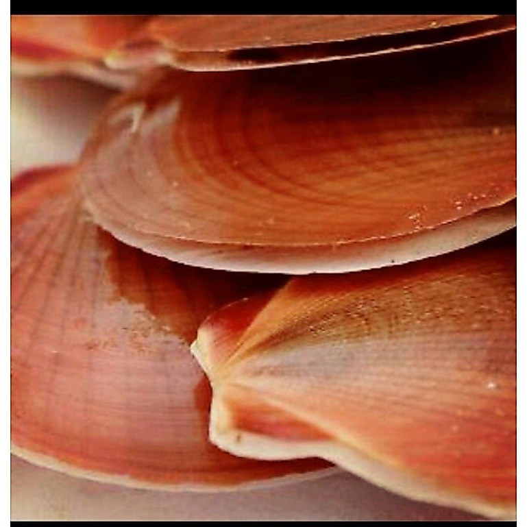 kerang simping segar per kg