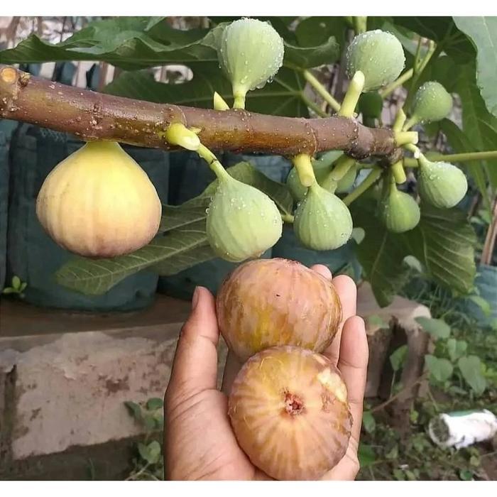 tanaman buah tin /tanaman buah tin siap tanam