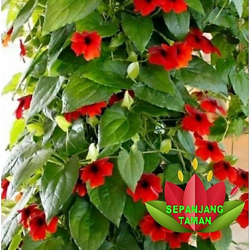 Tanaman Hias Rambat Thunbergia Bunga Merah / Tanaman Hias Thunbergia Bunga Red Eyes Vine