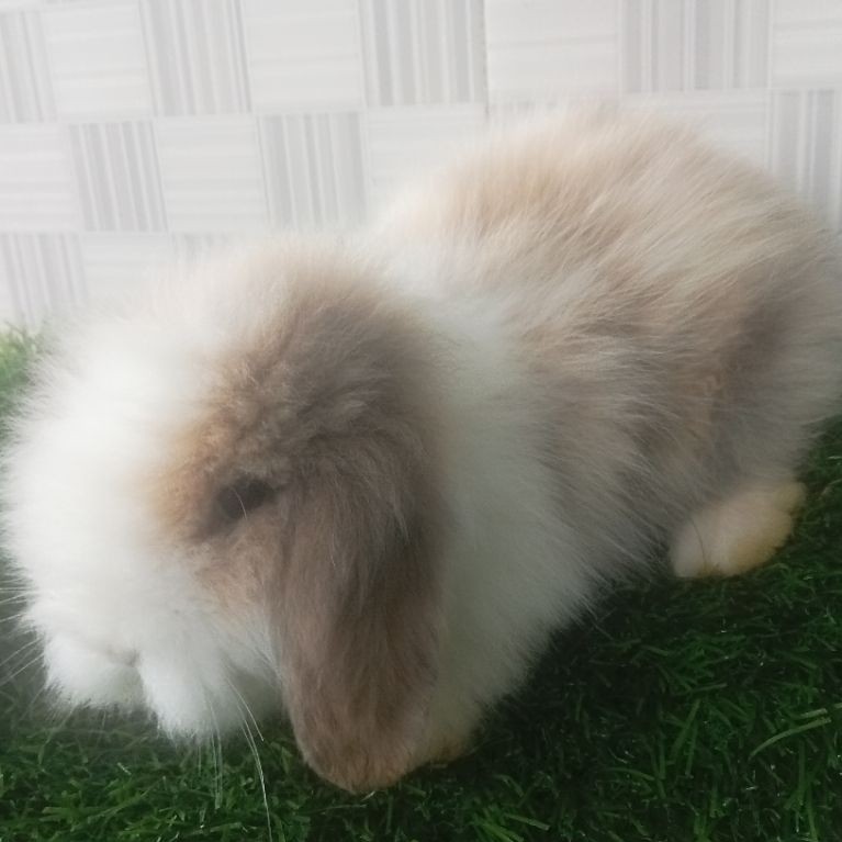 Kelinci Fuzzy lop + pakan