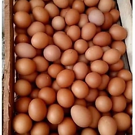 Telur Ayam negeri fressh / include tray kertas isi 13-16 telur per kg
