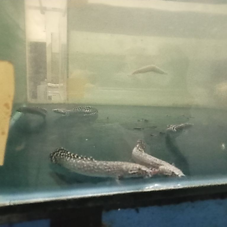 Hiasan aquarium Palmas Orna