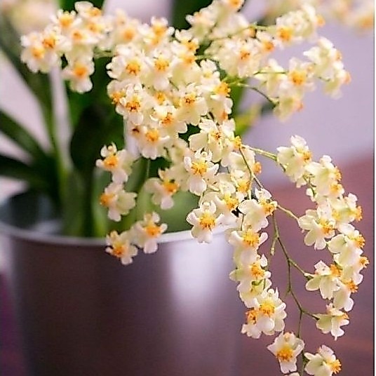 Anggrek Oncidium Twinkle White Dewasa Siap Berbunga - Bunga Hias Angrrek Oncidium