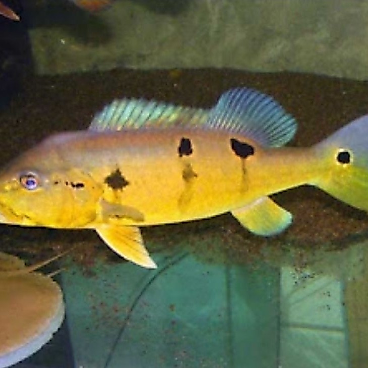 Hiasan aquarium PBass Pinima