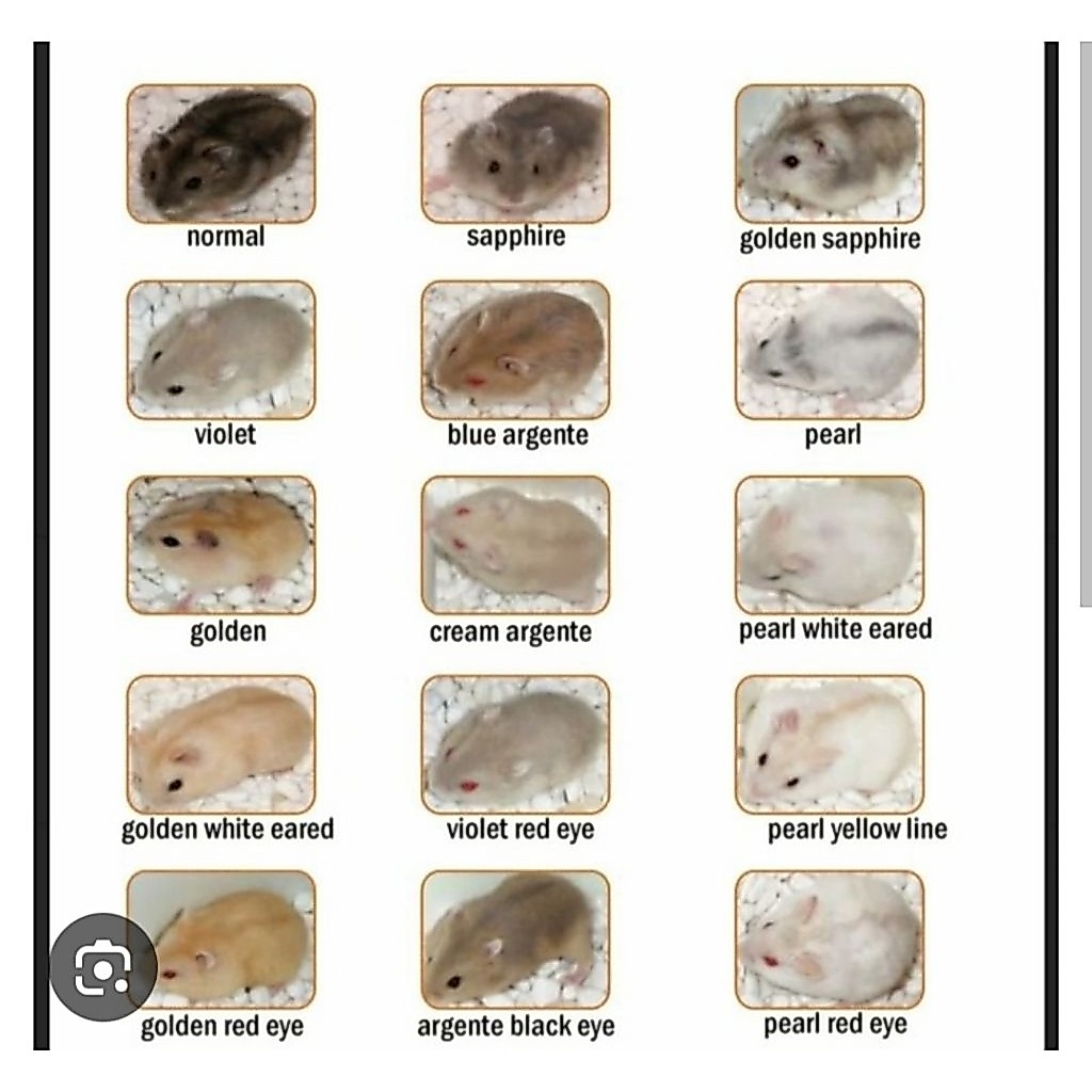 Hamster winter white