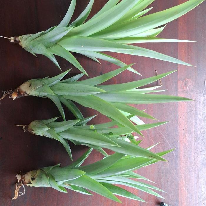 BENIH NANAS MADU JUMBO JEMBER