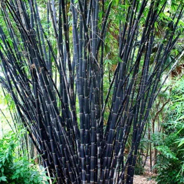 Bambu Hitam panjang 50 cm