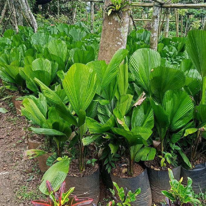 tanaman hias Palem Kol Palem Kipas (Licuala grandis).