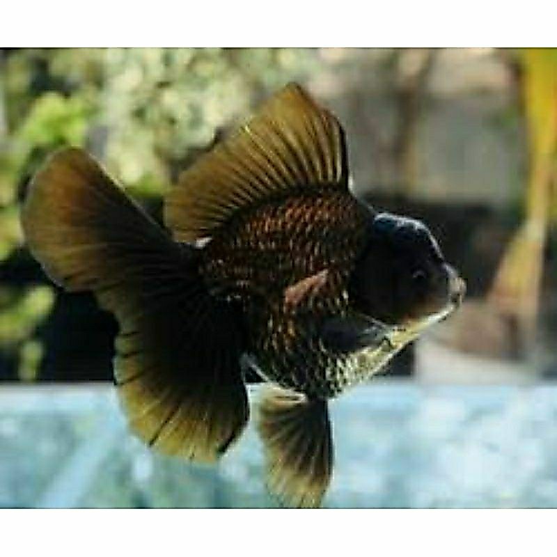 koki oranda hitam isi 10 hiasan aquarium