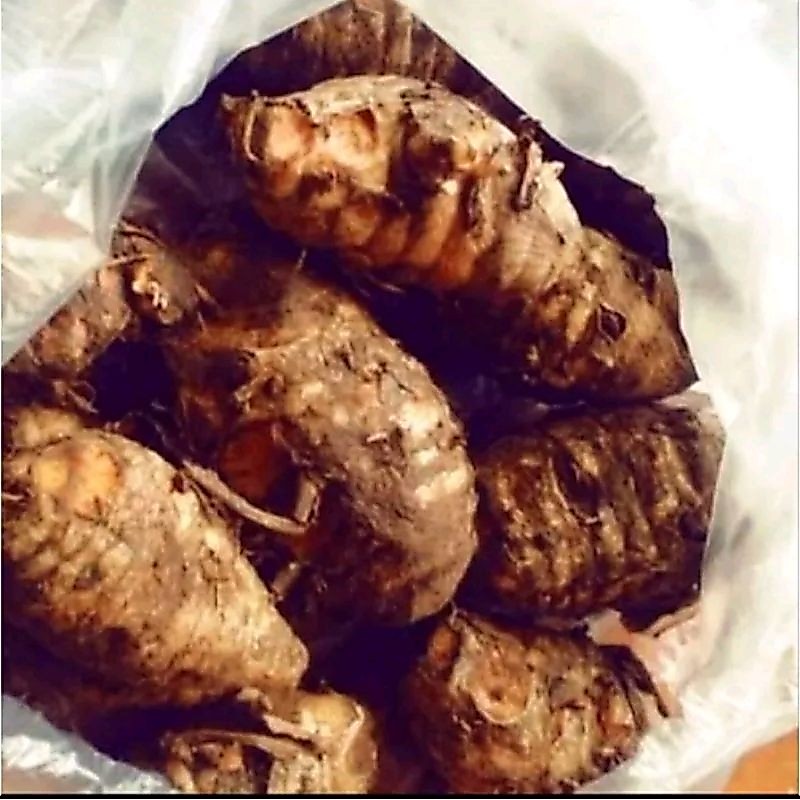 induk kunyit segar / Biang kunyit Segar 1kg