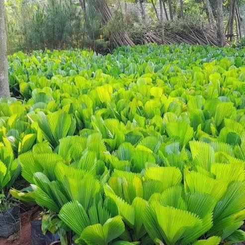 TANAMAN HIAS PALM KOL UKURAN BESAR - PALEM KOL - PALM KIPAS