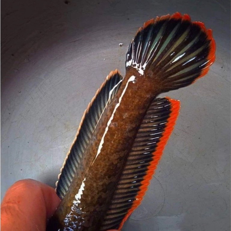 Chana Limbata rim tebal size 7-12cm, jaminan rim bagus, garansi sampai tujuan