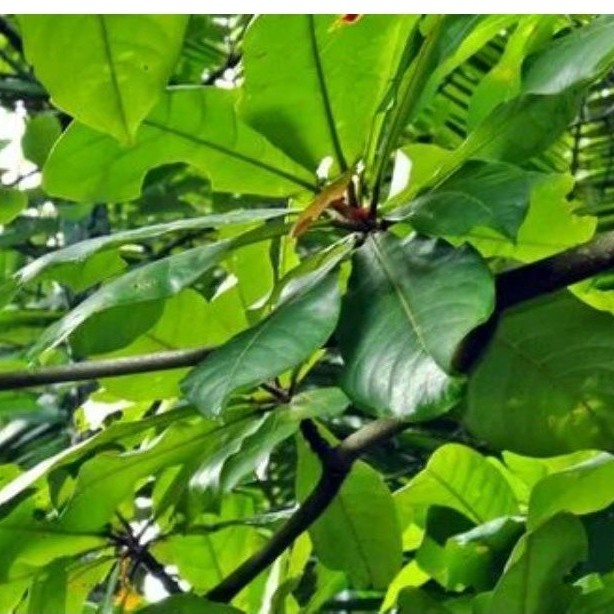 promo Daun Ketapang segar lebar/besar per lembar langsung petik dari pohon.  Sinar_Kencana