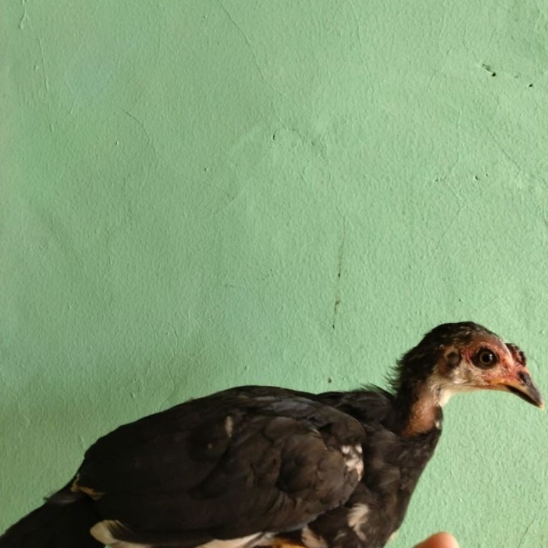 ANAKAN AYAM KETAWA
