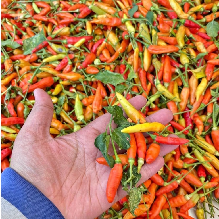 LOMBOK RAWIT,Lombok kecil,lombok rawit,pedas dan murah