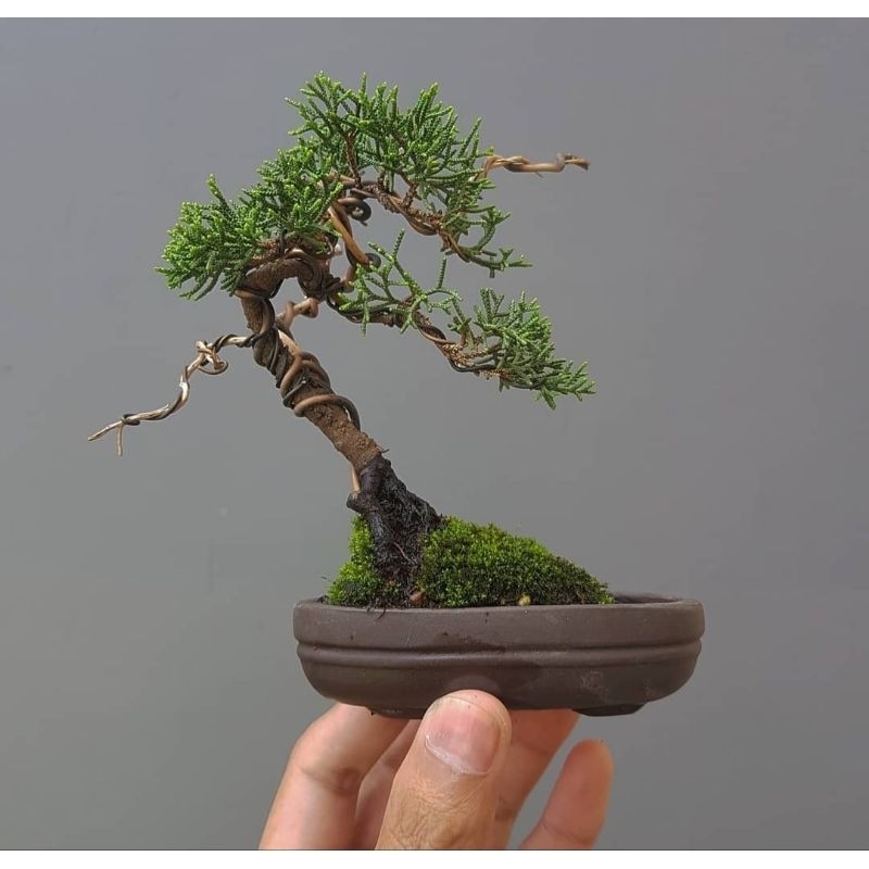 tanaman bonsai cemara sinensis siap pajang     Berkualitas