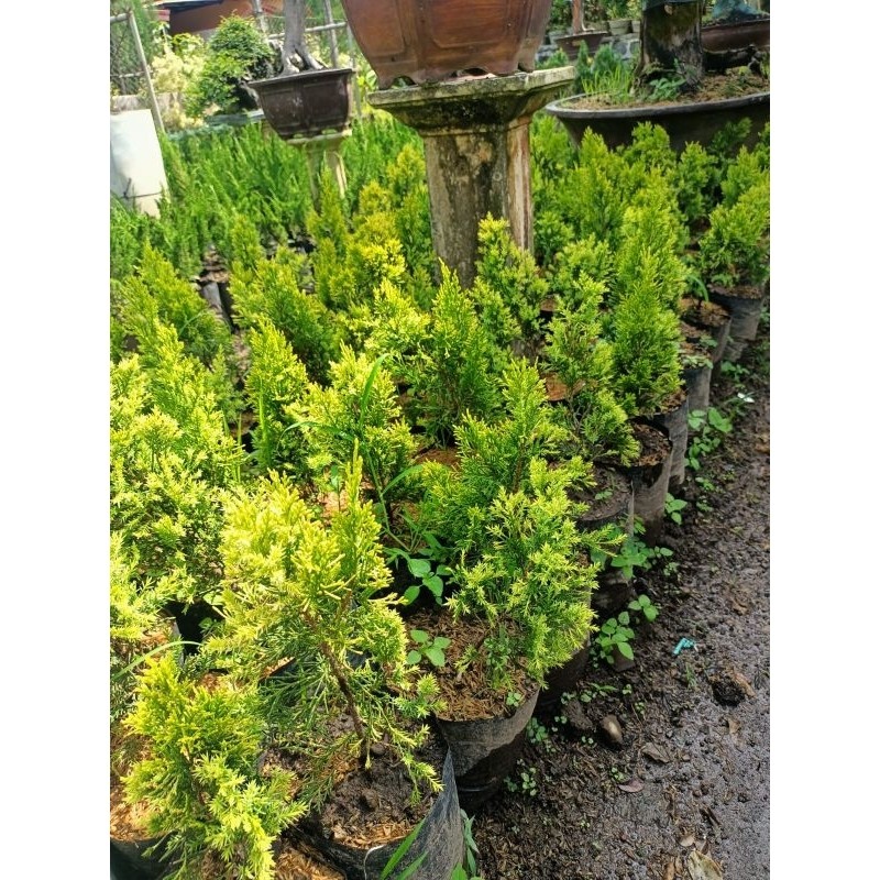 bahan/ bibit bonsai cemara sinensis golden ori (bukan okulasi)     Berkualitas