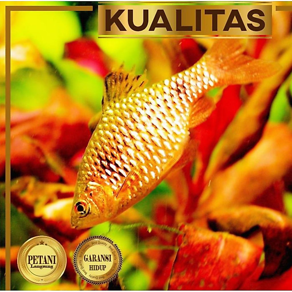 Rosy Barb / Barbir Ikan Hias Aquascape