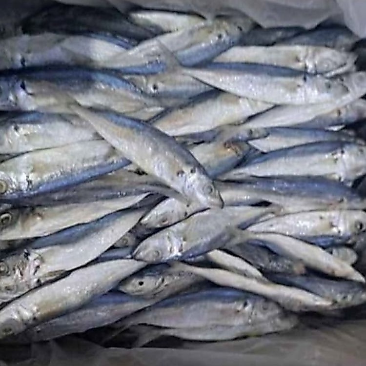 ikan asin peda kecil tanpa kepala