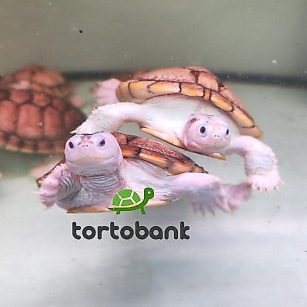 KURA AIR RES CARAMEL TURTLE - KURA BRAZIL CARAMEL ALBINO TURTLE - BUKAN RESBINO BUKAN RES ALBINO