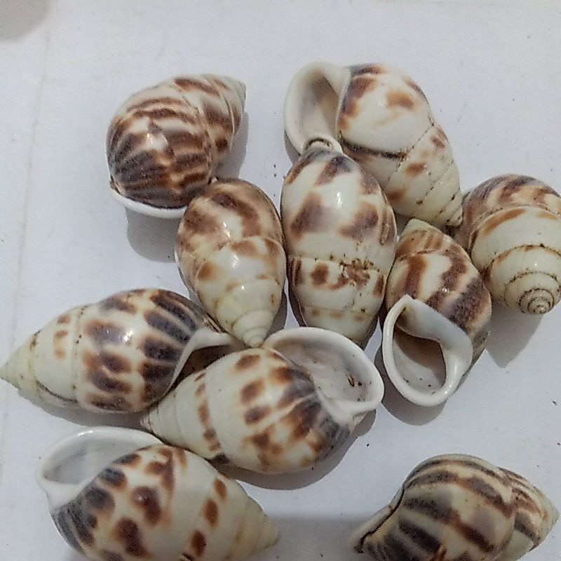 KEONG DARAT/PUTIH BERCORAK