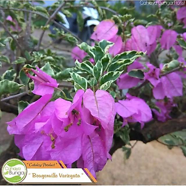 Bunga Bougenville Variegata Ungu - Bunga Bougenville Ungu