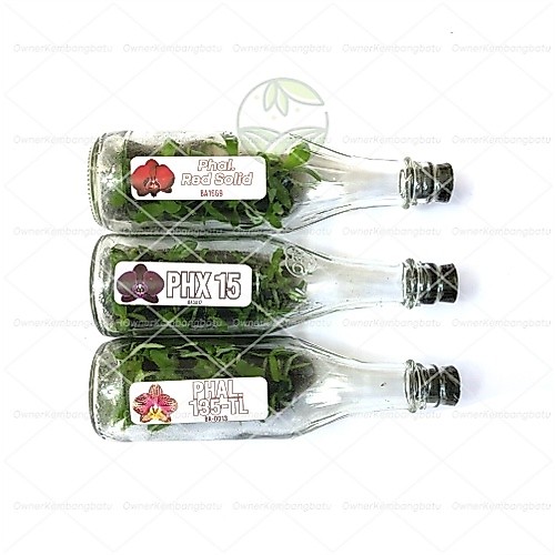 BIBIT ANGGREK BULAN DALAM BOTOL | BIBIT ANGGREK BULAN BOTOLAN | BIBIT ANGGREK BULAN BOTOL | ANGGREK 
