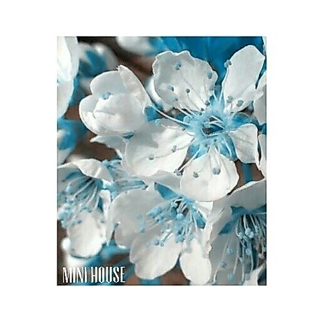 BIBIT BENIH BIJI sakura cherry blossom blue