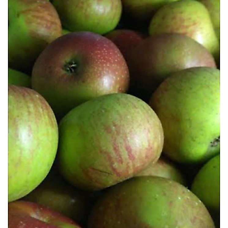 Apel malang hijau 1kg
