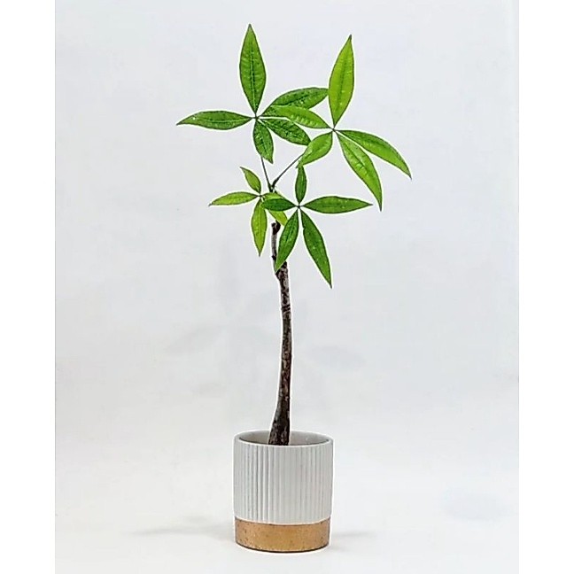 tanaman pachira - pohon pachira - money tree