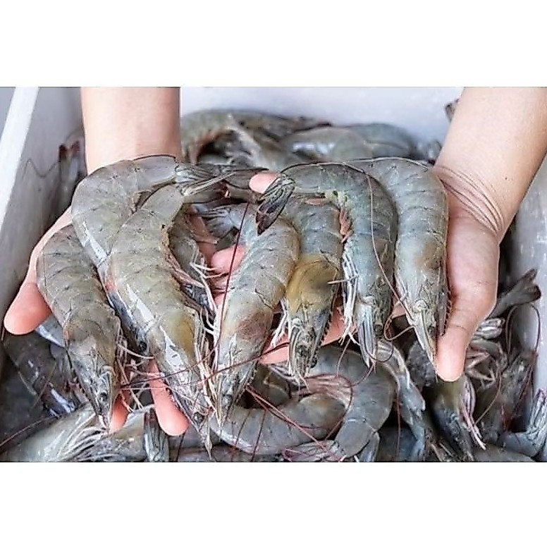 udang segar ukuran besar fresh segar 500 gram Udang/rebon/cumi sotong/cumi balakutak/kerang dara kup