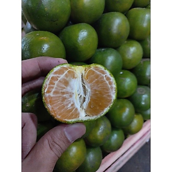 Jeruk Peras Pontianak