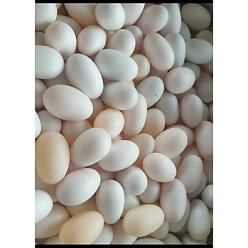 Telur Telor walet Telor Telur Burung Walet per pasang (FREE BUSA+FREE ONGKIR)