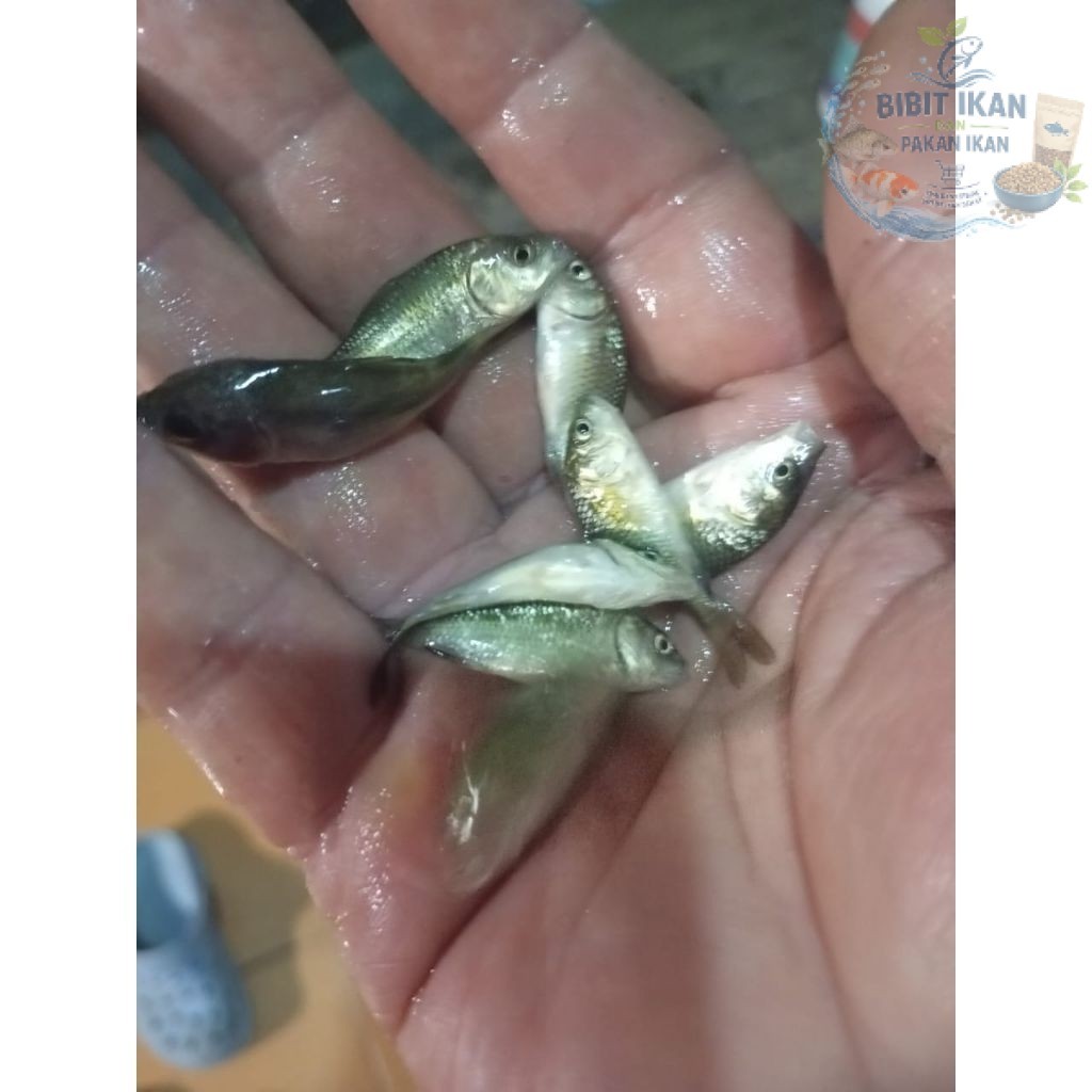 ikan mas hitam ukuran 1/2 setengah jari per ekor / bibit ikan di bandung