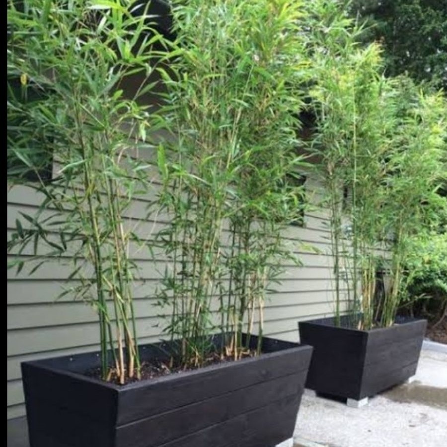 Bibit bambu cina per pcs murah meriah