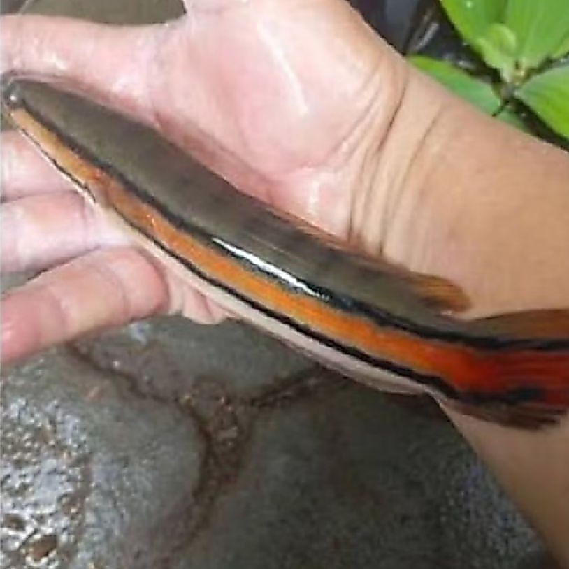 Ikan toman 17- 20 cm  green Toman kalimantan