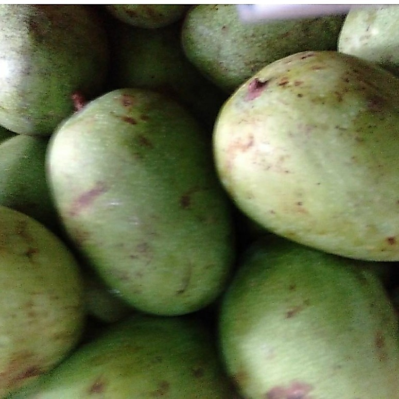 Buah Mangga Muda Pencit