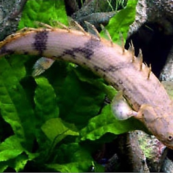 Hiasan Aquarium Palmas Endlicery Termurah Bergaransi 8-10 cm endlicheri