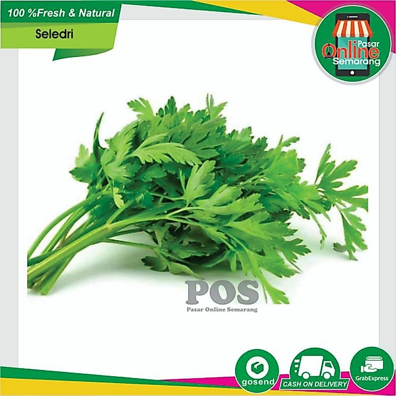 Sayur Sayuran Segar Seledri / Ledri Fresh Segar Sayuran Semarang