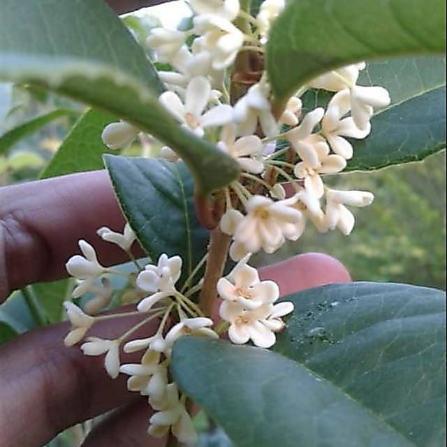 Tanaman mei hua /osmanthus/ sweet olive
