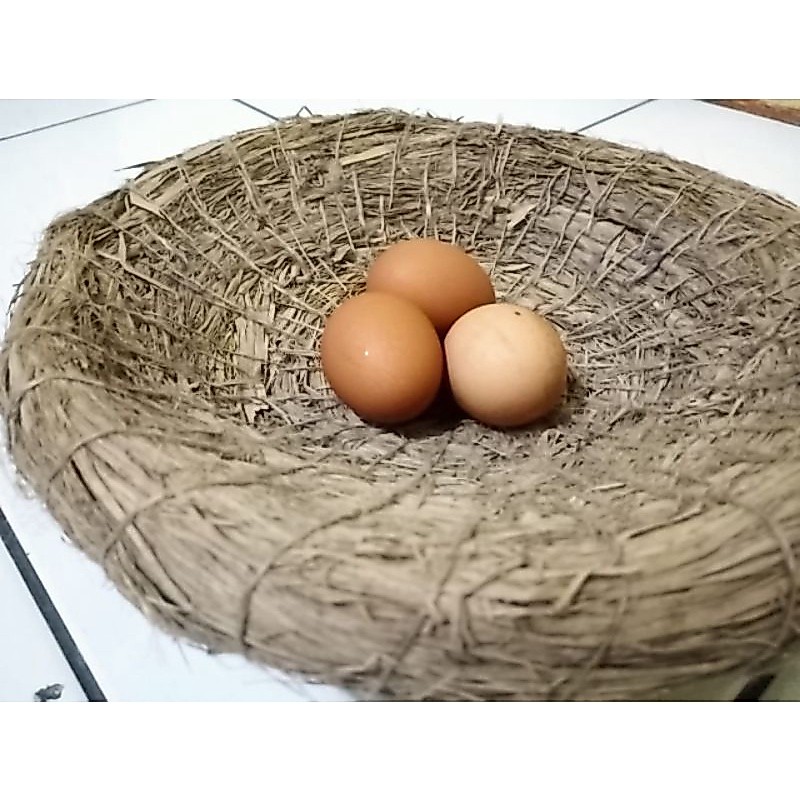 petarangan/ jerami tempat bertelur ayam