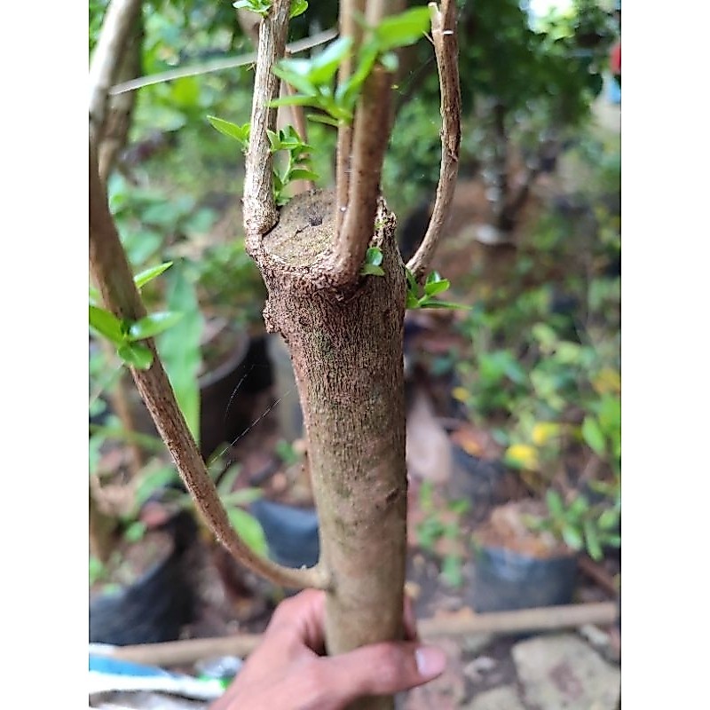 batang sancang besar isi 2